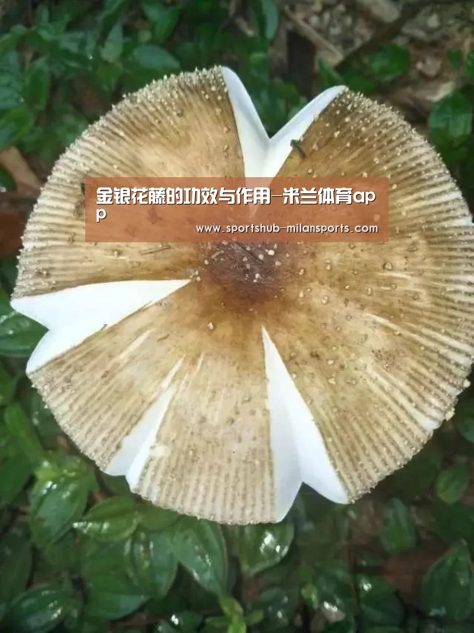 金银花藤的功效与作用-米兰体育app(图1) 米兰体育在线