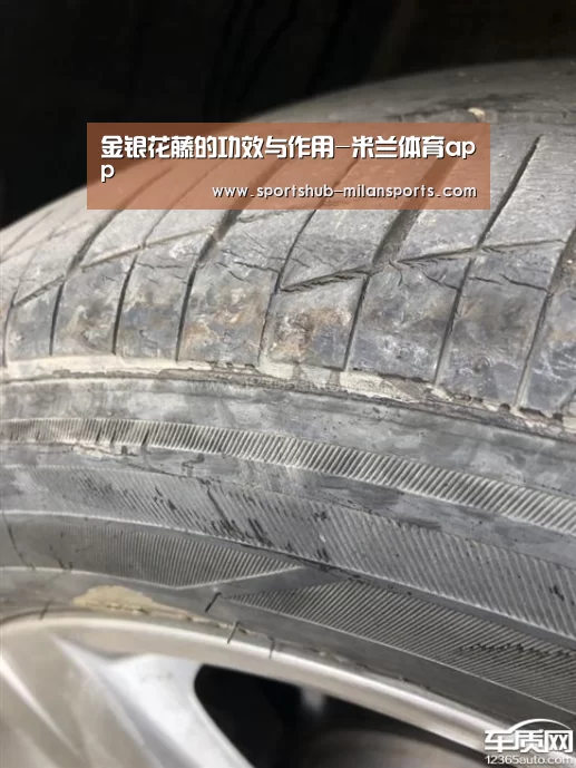 金银花藤的功效与作用-米兰体育app(图2) 米兰体育app